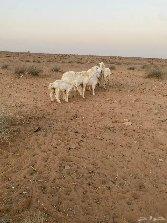شياه رغايث عيالها كبار 8