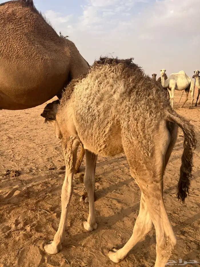 قعود لباني 0