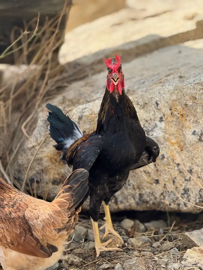 ديك عربي أكحل أفرق مقبع 3