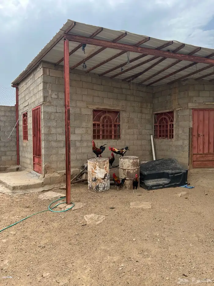 ديوك بلدي اصيل من إنتاجي 4