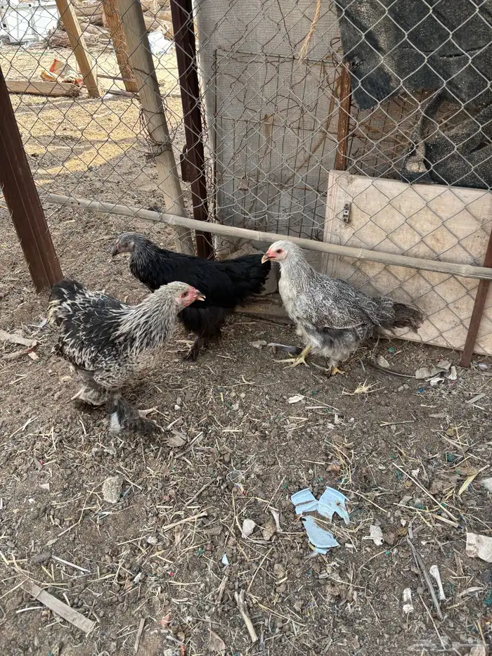 للبيع دجاج براهم 3