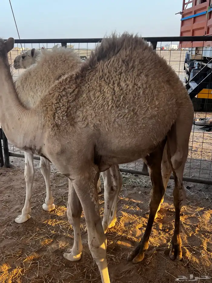 قعدان ثلاث مفاريد 2