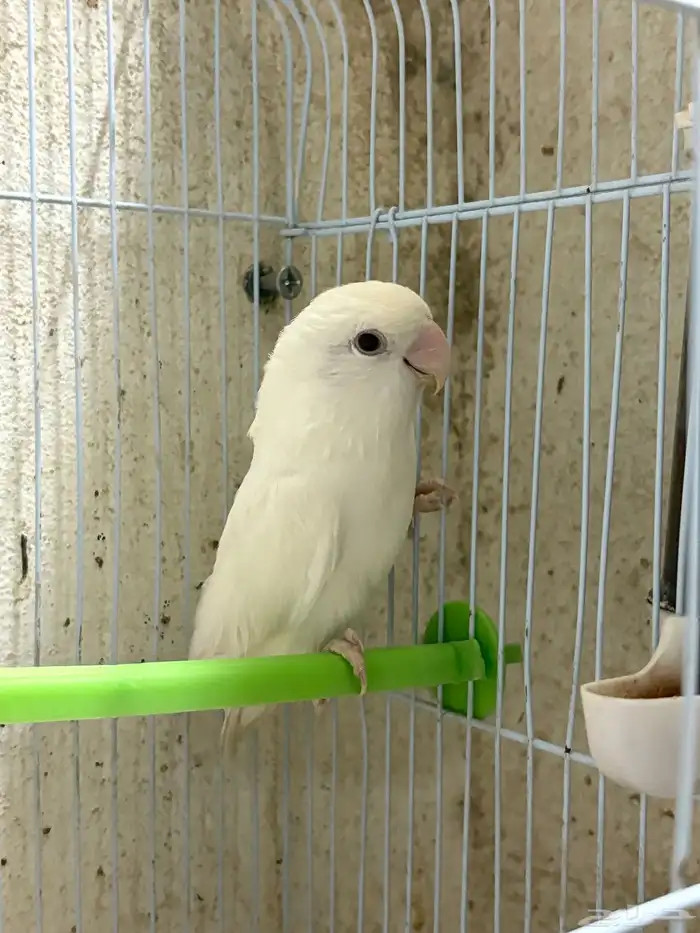 روز للبيع 0