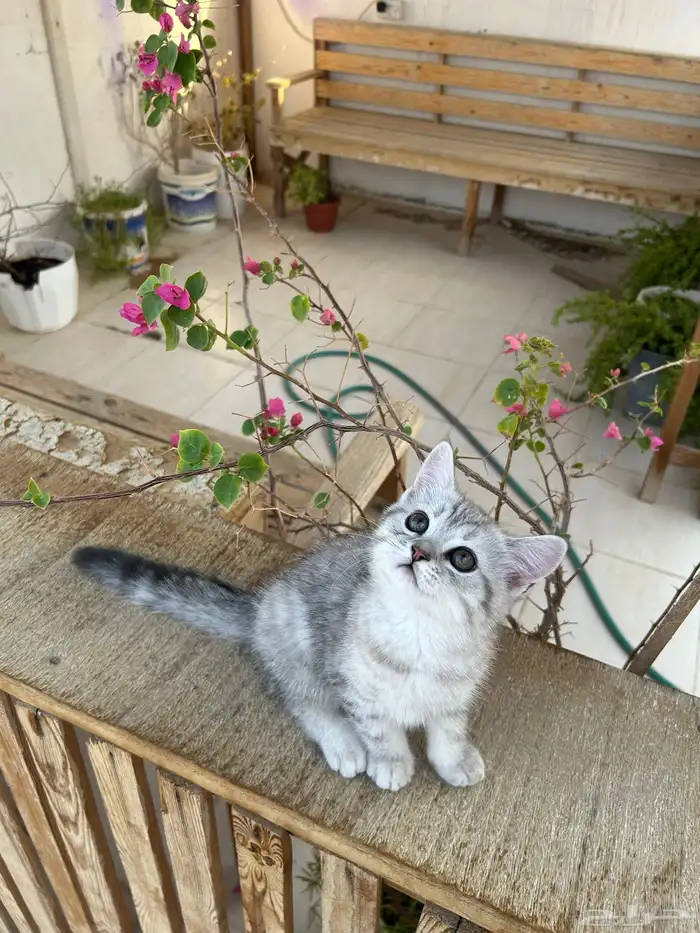 قطط سكوتش ستريت انتاج فاخر 3