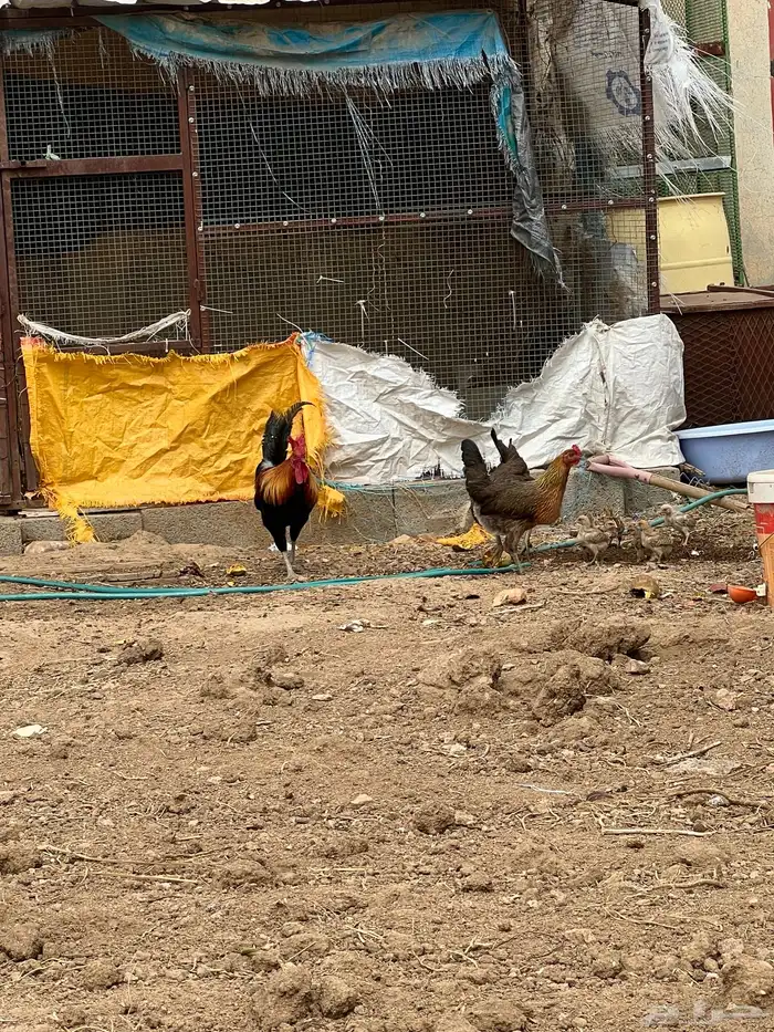 ديوك بلدي اصيل من إنتاجي 1