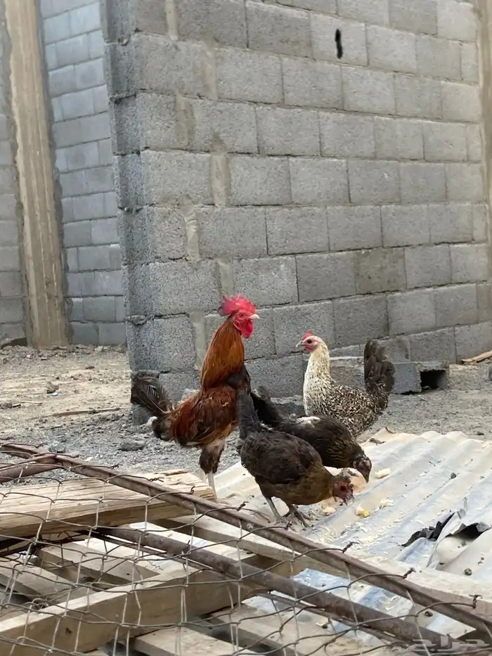دجاج ديك 2
