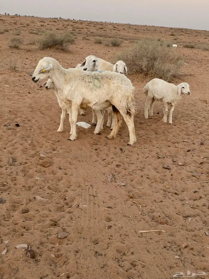 شياه رغايث عيالها كبار 1