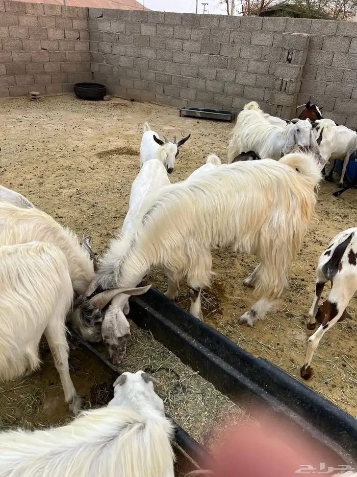 معزة مشروك 5