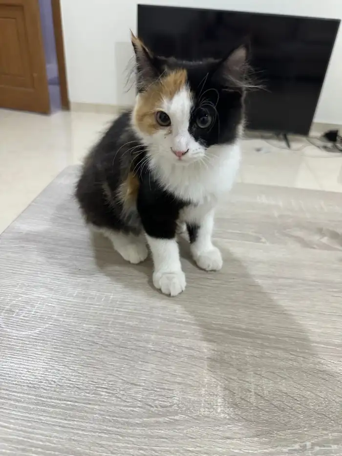 قطة انثى للتبني 1