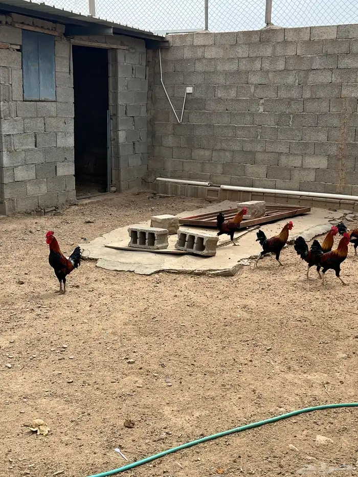 ديوك بلدي اصيل من إنتاجي 7