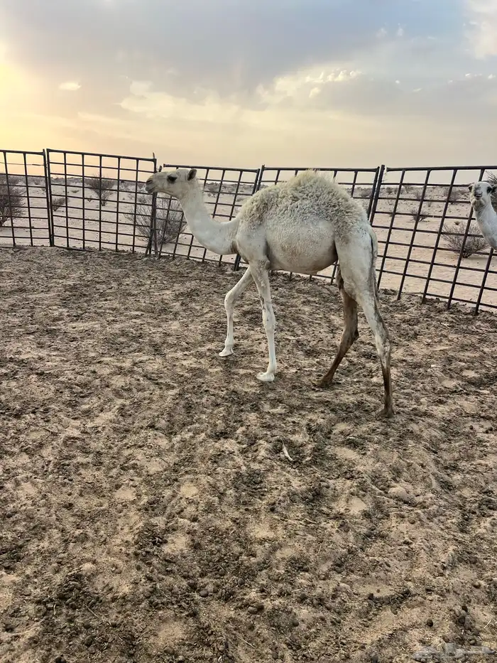 3 بكار طيبات 0