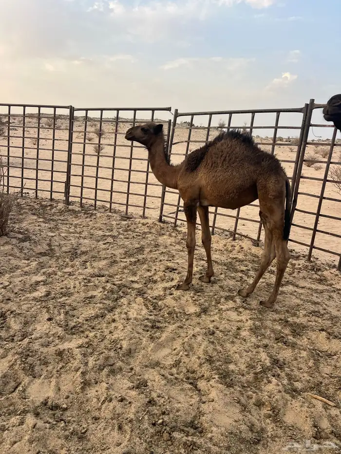 3 بكار طيبات 2