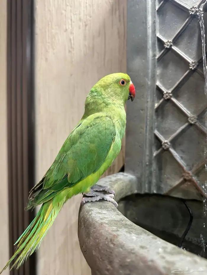 دره هندي اليف 2
