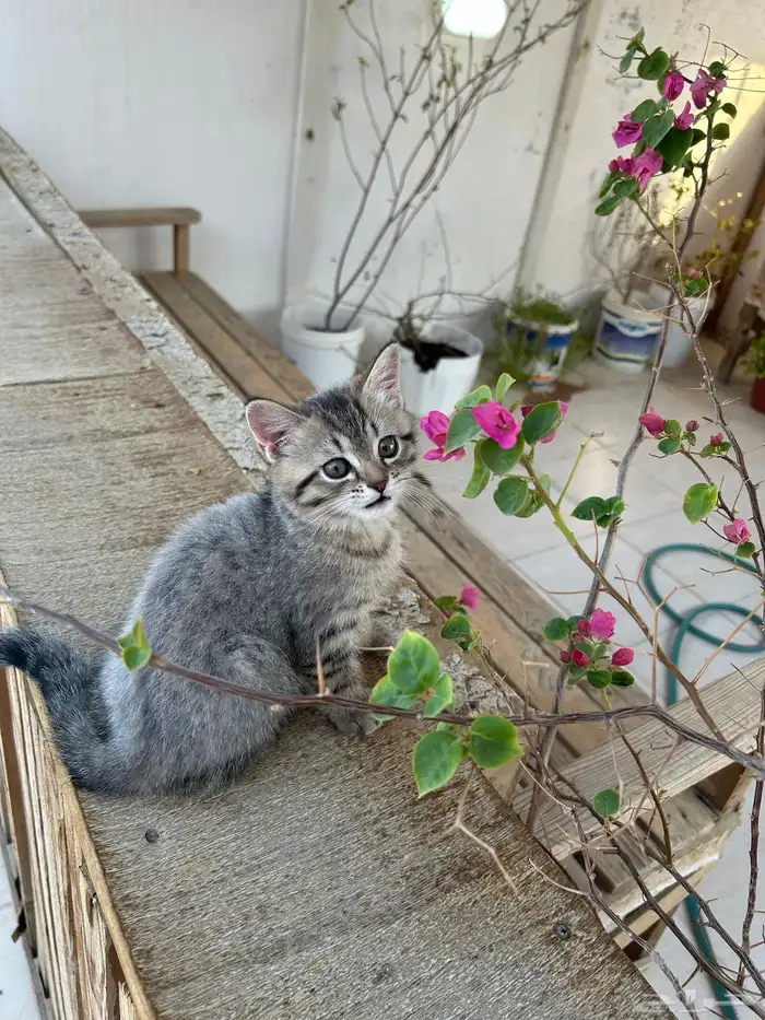 قطط سكوتش ستريت انتاج فاخر 5