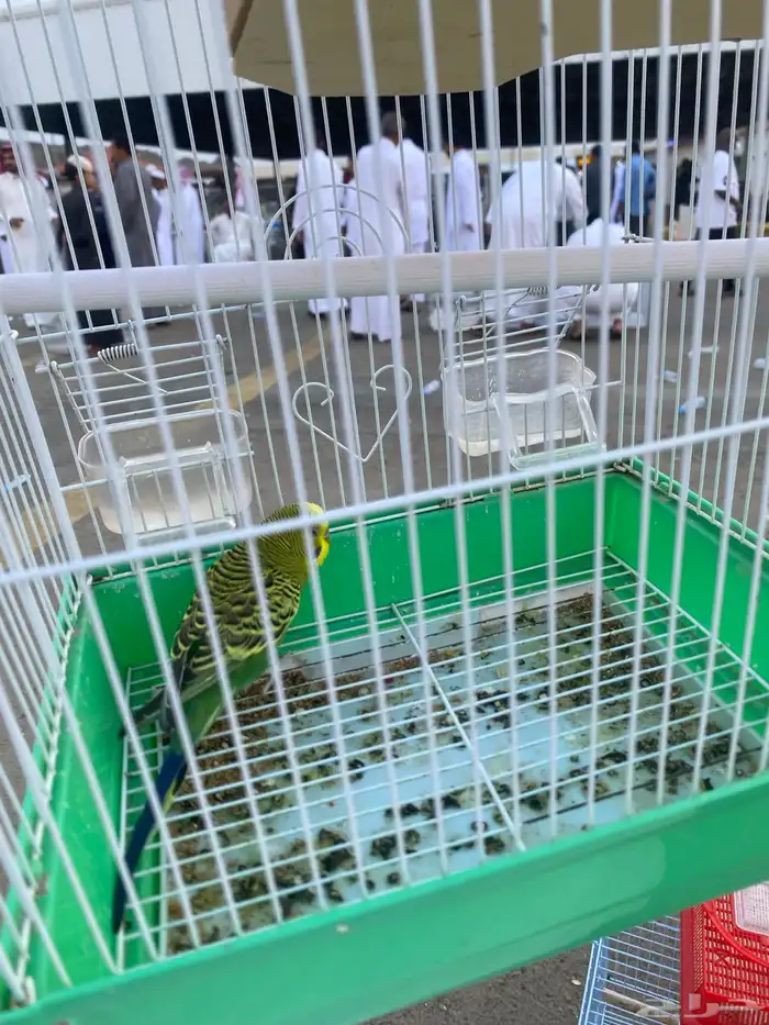 طير زينه بادجي 1