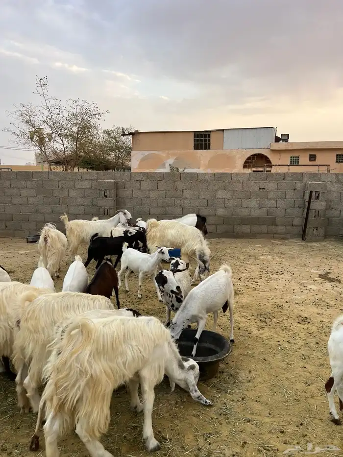 معزة مشروك 7