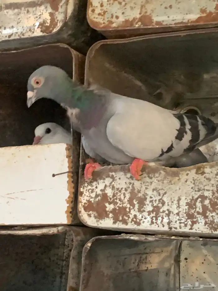 حمام كنق ولاحم وزاجل للبيع 22
