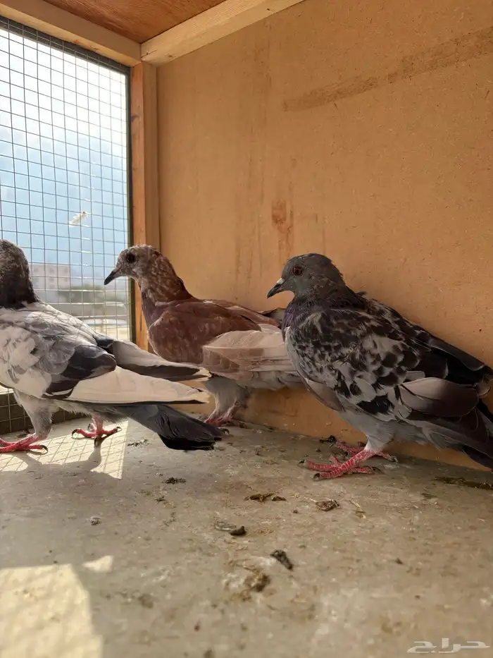 حمام بلدي فروخ مشروطه من جميع الامراض 2