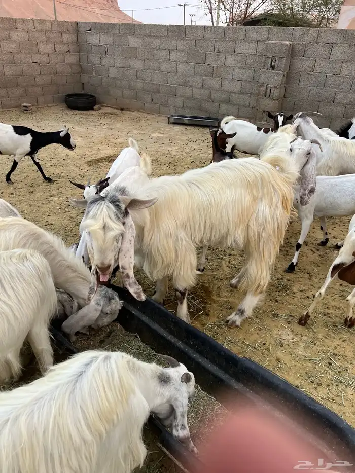 معزة مشروك 2