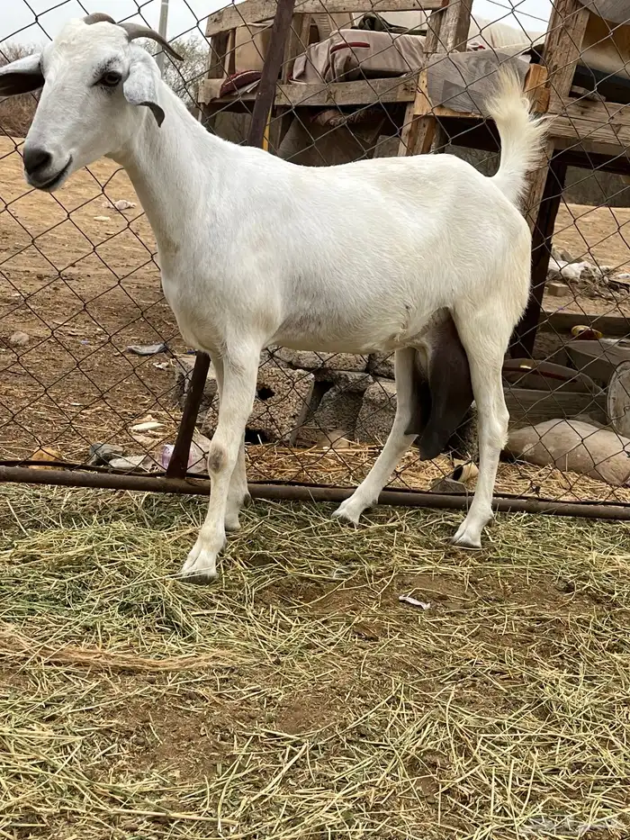 نعرض لكم عنز عفرا تابعها جفره 5
