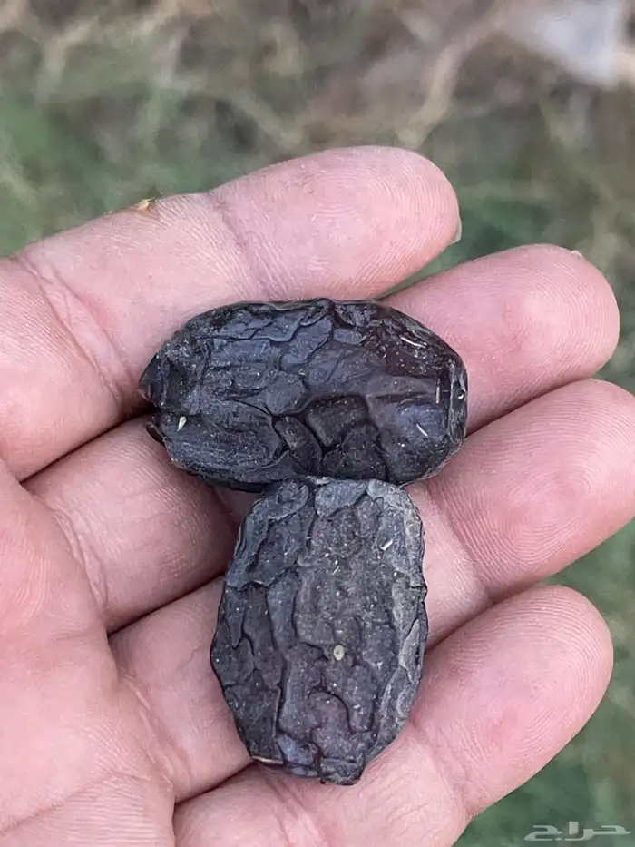 عجوا عدد 65 نخله تقريبا في محافظة وادي الفرع 0