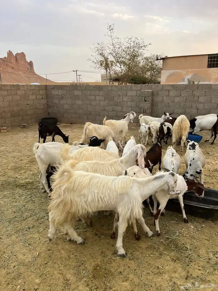 معزة مشروك 9