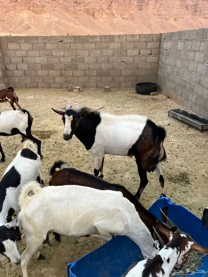معزة مشروك 0