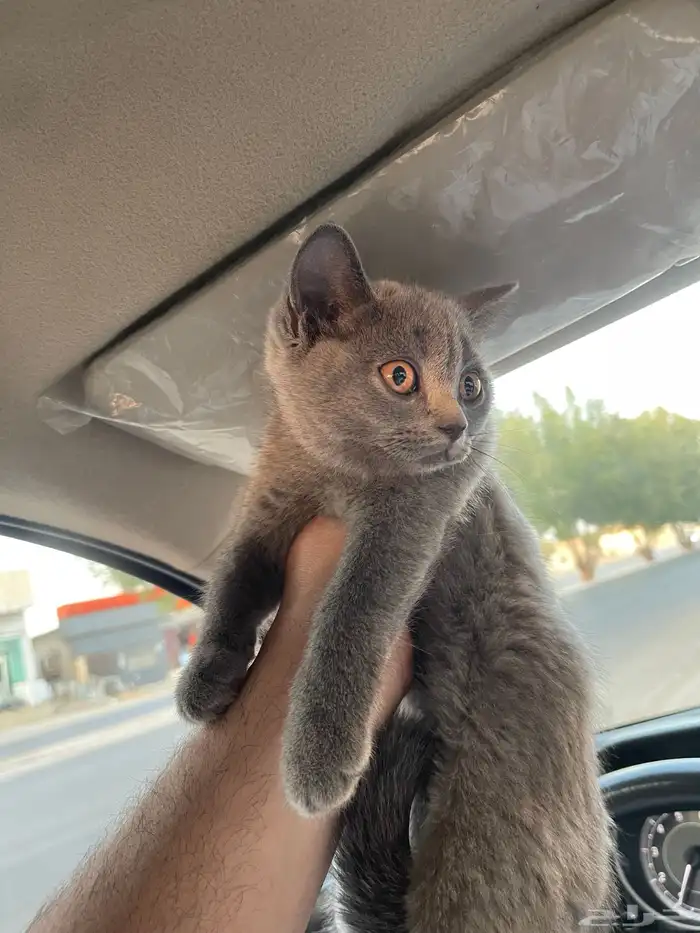سكوتش ستريت 1