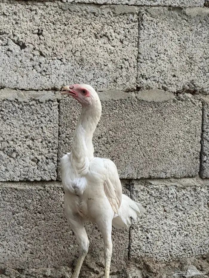 دجاج سنود بيور 3
