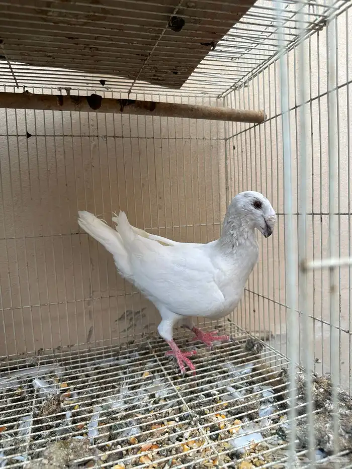 حمام نجفي وهمر 0
