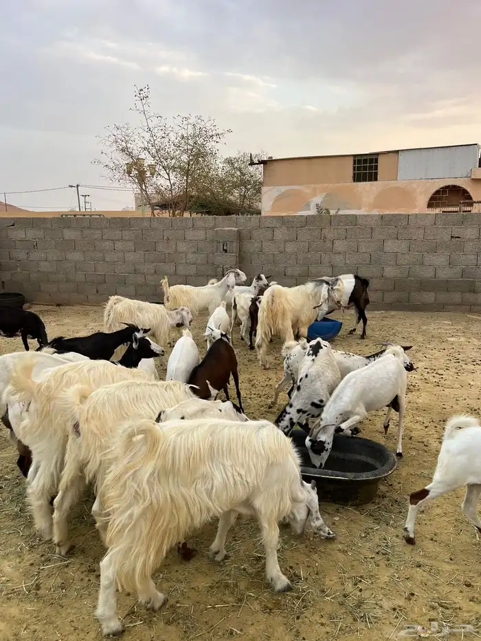 معزة مشروك 8