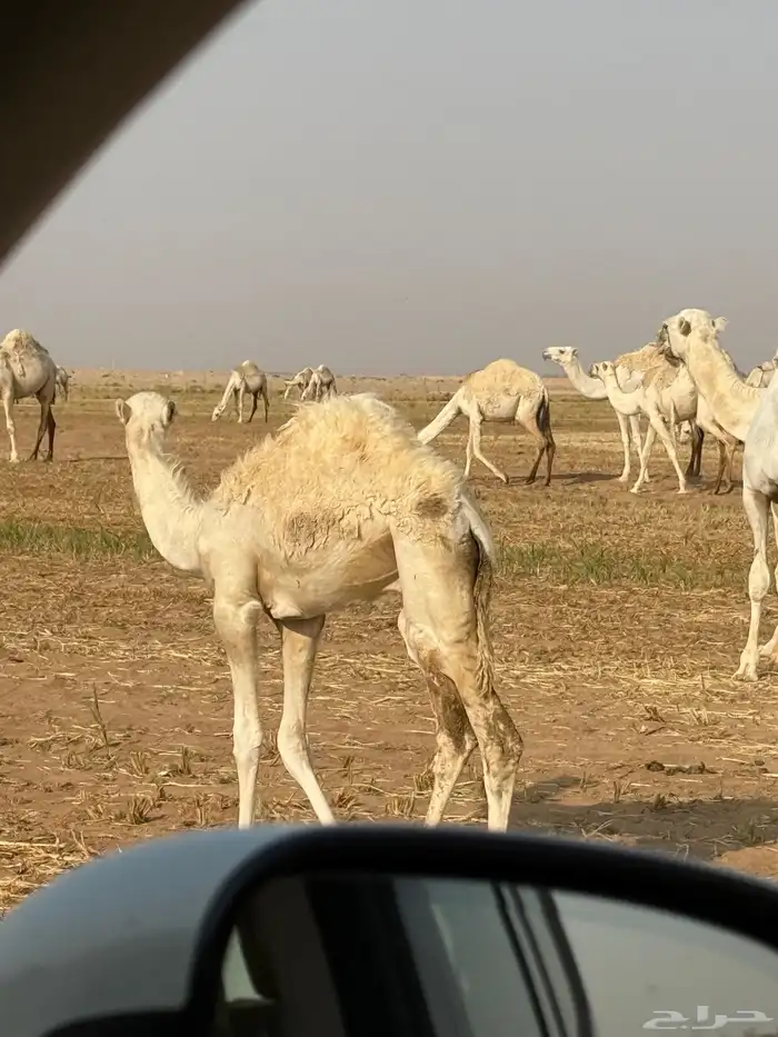 للبيع حشو 4
