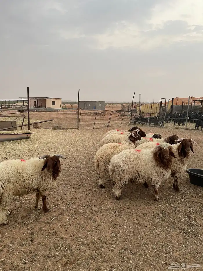 خرفان نعيم فاخره 6