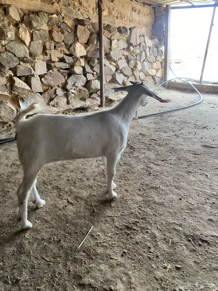 جفره برصاء 1