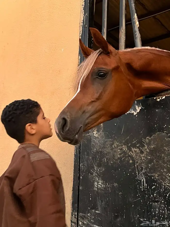 تدريب وتعليم ركوب الخيل و ايواء 0