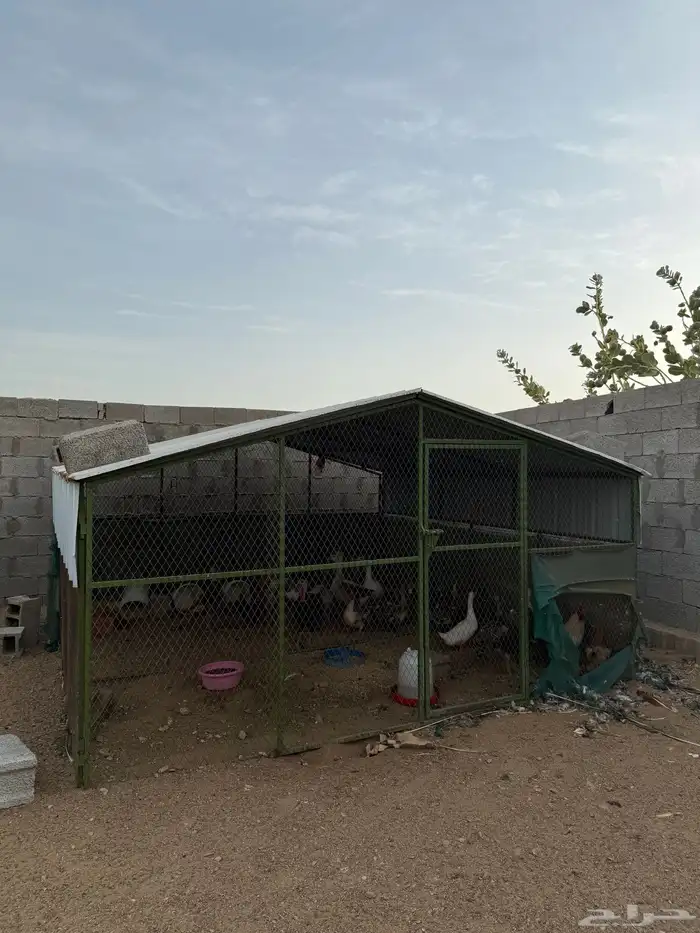 صنادق دواجن مقاسات مختلفه 0