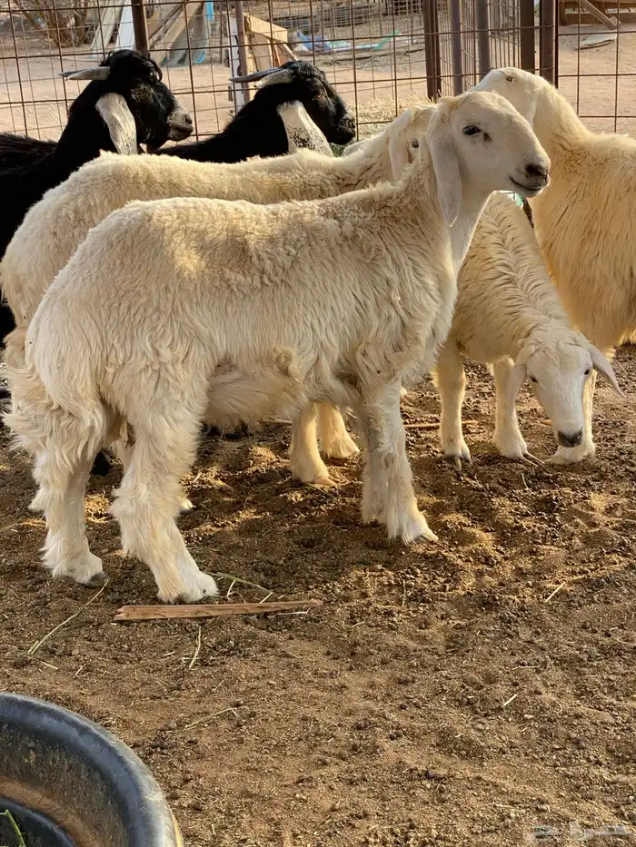 طليان حريه 1