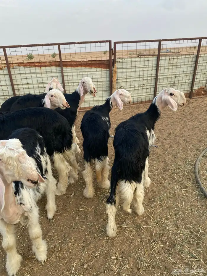 بهم نجد نوادر النوادر جروم وجماليات .. 5