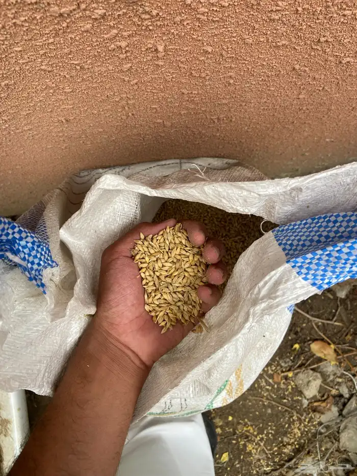 حب علف شركة النافع للأعلاف 1