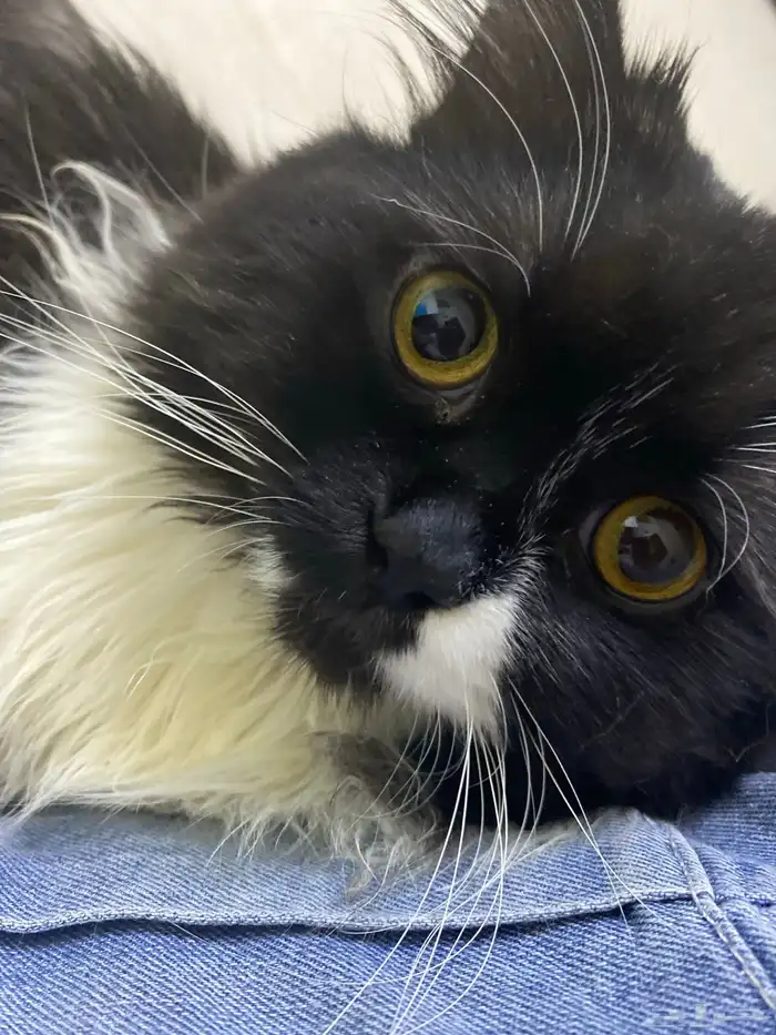 قطط للتبني الموقت 1