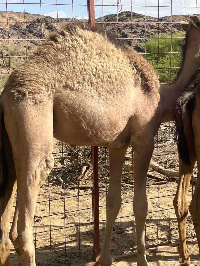 قعدان وبكار لباني العدد 11 البيع جمله 3