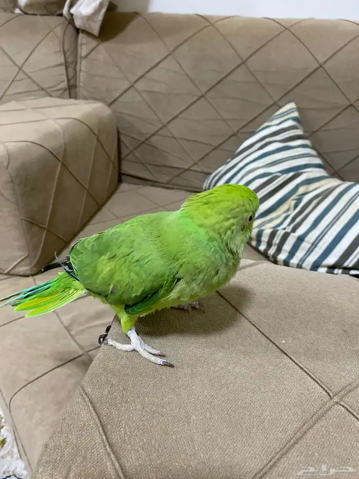 ببغاء الدره على السوم 0