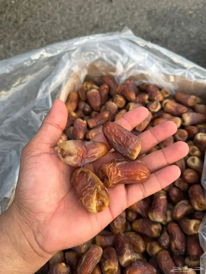 برني فاخر 2
