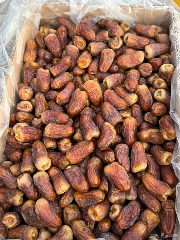 برني فاخر 1