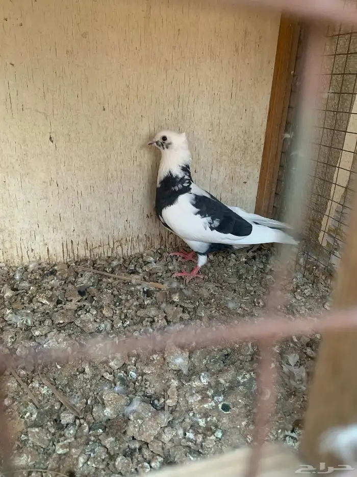حمام كنق ولاحم وزاجل للبيع 2