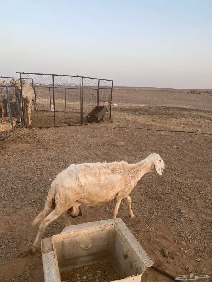 سلام عليكم  صلوا على النبي محمد ما شاء الله اعرض لكم 2