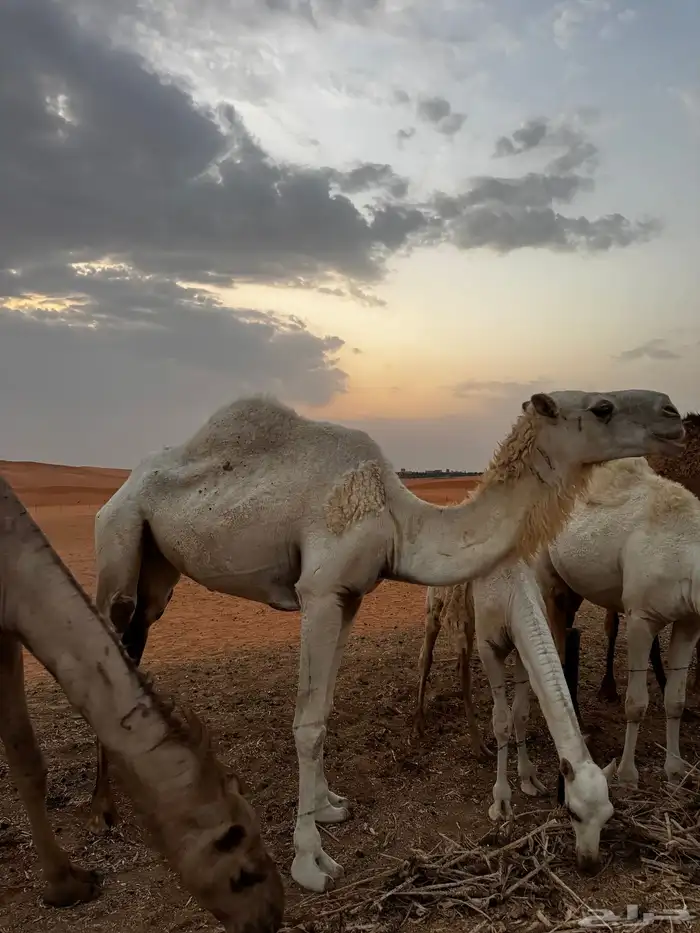 ظروبه كفو وضحى 0