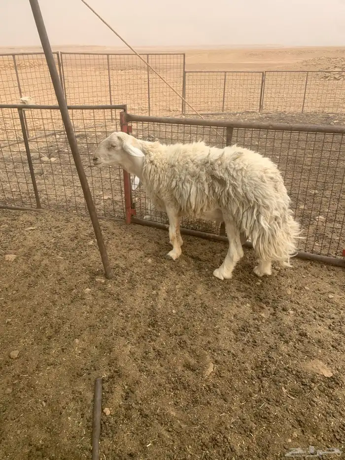 فحل حري صنف 0