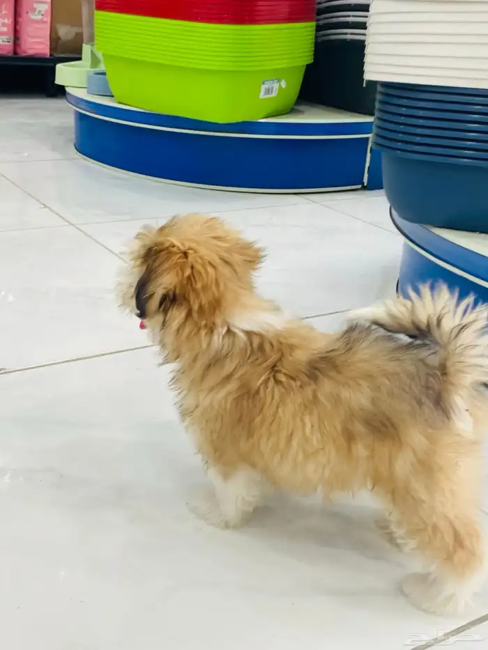 كلاب مالتيز للبيع 9