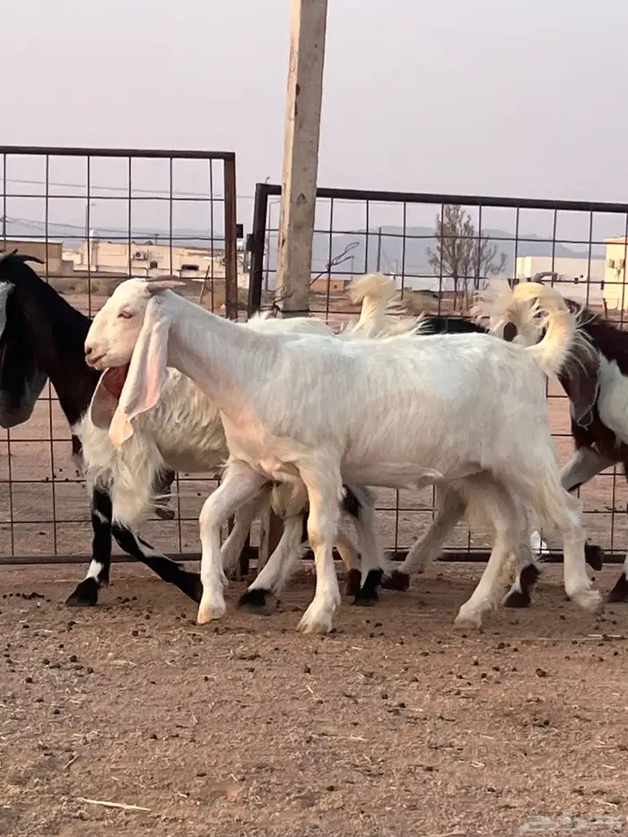 مراح جذعات مشاريك بفحلها للبيع 2
